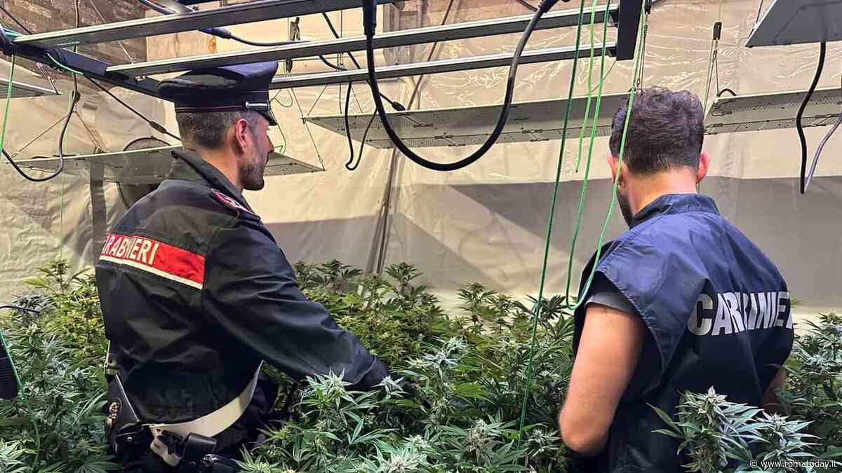La maxi piantagione da 800 chili di marijuana alle porte di Roma. Caccia ai pusher