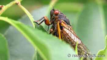 'Ridiculously early' Missouri cicada emergence could start this week. Here's why