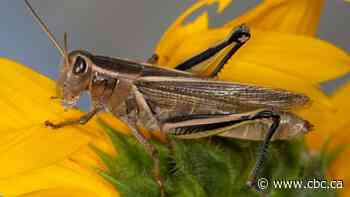 Drought puts Alberta farmers at risk at another scourge of grasshoppers