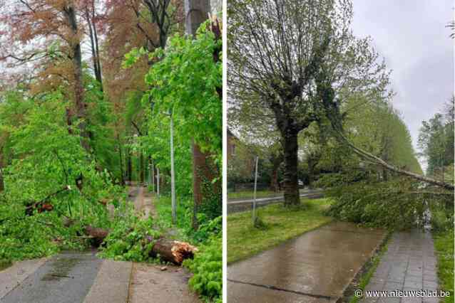 Windstoot doet op hetzelfde tijdstip op drie plaatsen bomen omvallen