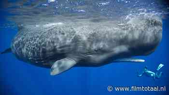 Prachtige walvissendocu vanaf deze week te zien op het grote doek