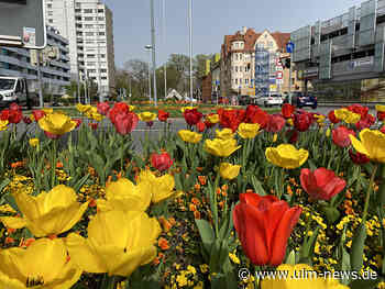 Bunte Blütenpracht am Augsburger-Tor-Platz in Neu-Ulm