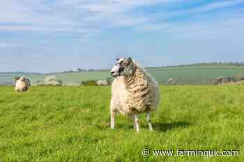 Significant drop in UK sheep population, Defra census shows