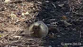 Marmot takes up residence in busy North Vancouver neighbourhood