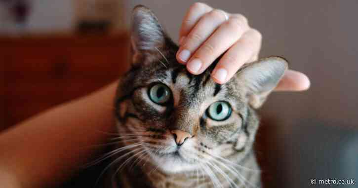 A pet cat could double your chances of schizophrenia