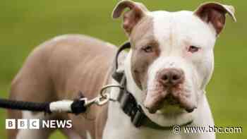 Two XL bullies seized after dog killed in attack