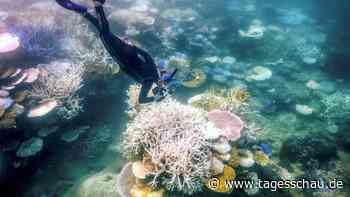 Aufgeheizte Weltmeere bedrohen Korallenriffe: Nächste Massenbleiche