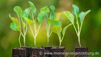 Kohlrabi Mitte April pflanzen – einen Pflegeschritt nicht vergessen