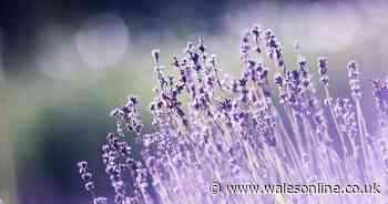 Best time to plant lavender so it 'flowers beautifully'
