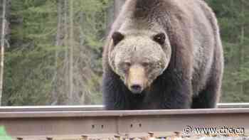 If you stop to look at these grizzlies, you could get slapped with a fine
