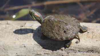 Invasive species of turtles pose "great threat" to native species of turtles says wildlife coordinator