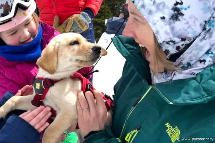 Meet Mt. Hood Meadows' Newest Member Of Their Avy Dog Team