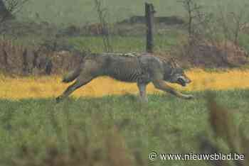 Waarschuwing voor kleinveehouders na mogelijke aanval door wolf: “Niet uitgesloten dat het dier opnieuw toeslaat”