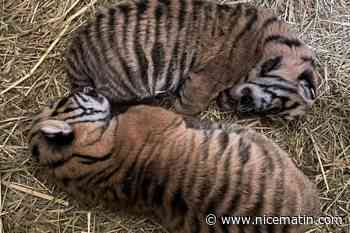 Ils commencent à ouvrir les yeux et à se déplacer: deux adorables tigres de Sumatra, espèce en danger, sont nés à Amiens