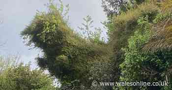 Man spots roadside bush that 'looks like a T-Rex dinosaur'