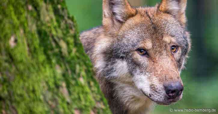 Neues Wolfsmanagement: Herdenschutz und Abschuss