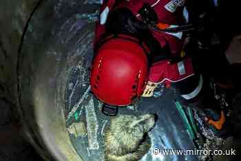 Dog trapped 15ft down deep well for a week saved by firefighters who used hose as a sling