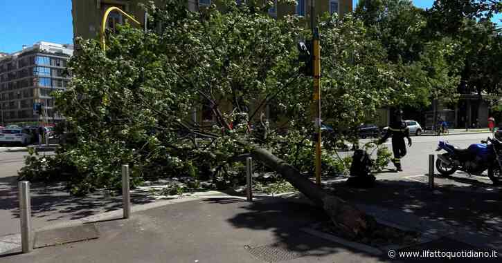 Forti raffiche di vento a Milano, alberi sradicati e rami sulle auto in sosta: disagi nel capoluogo lombardo – Video