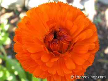Best flowers to add to a food garden