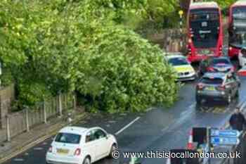 Westferry Road, Isle of Dogs huge tree falls and blocks road