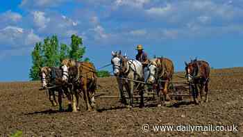 America's Amish EXPLOSION: Why the buggy-riding population that doesn't use technology has DOUBLED in size since 2000 and could hit one million this century