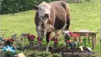 Grieving families in tears after cows rampage through graveyard eating the floral tributes after fence gives way
