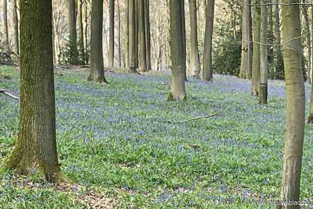 Randstappers organiseren boshyacinthenwandeling