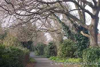 Calls to cut back overhanging trees near roads