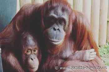 Colchester Zoo orangutans 'ok' after habitat is left damaged