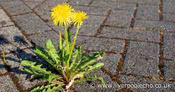 65p gardening hack that 'kills weeds overnight'