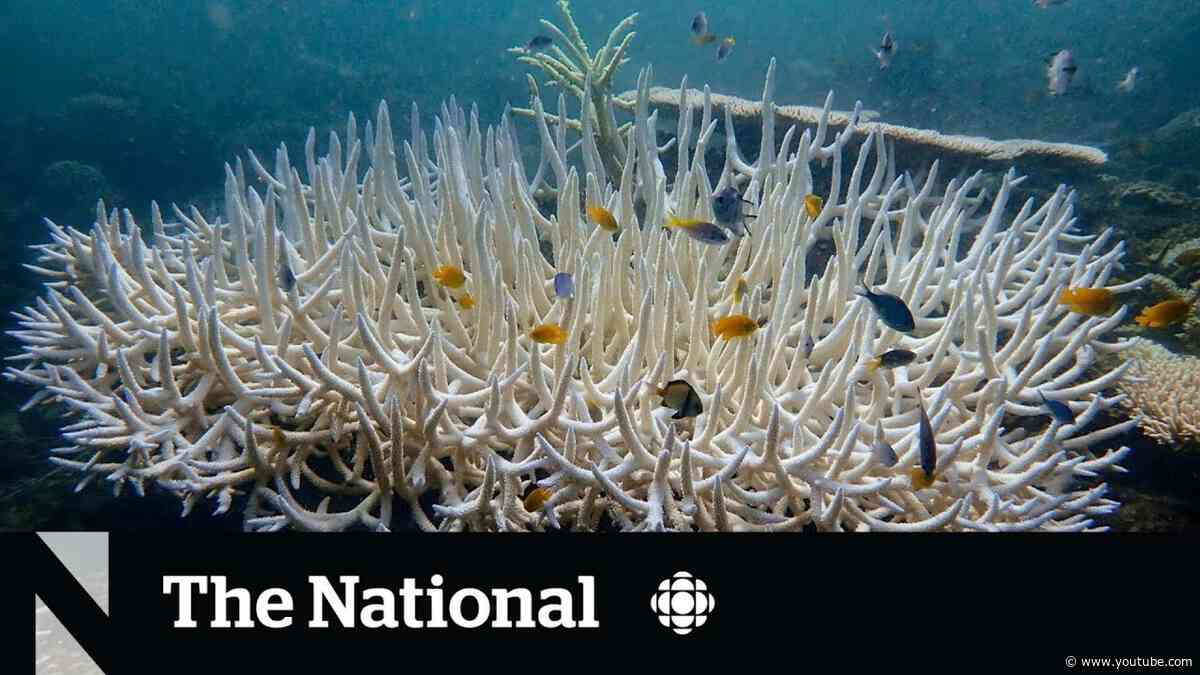 Coral reefs experiencing mass bleaching event