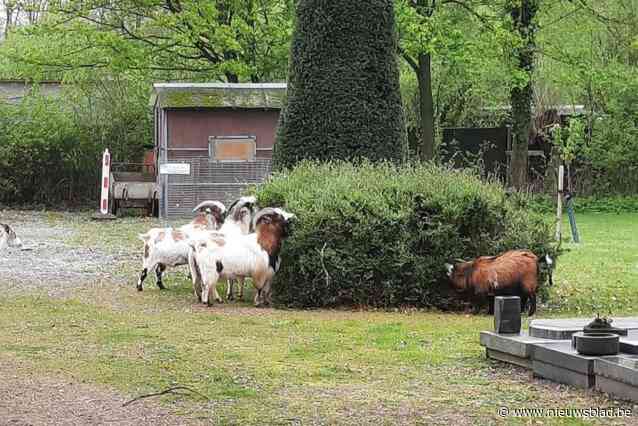 Parket opent onderzoek naar eigenaar van uitgebroken geiten op begraafplaats: “Die man heeft een levenslang verbod op het houden van dieren”
