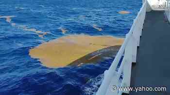 Floating mats of sargassum seaweed can pose problems to ships, divers