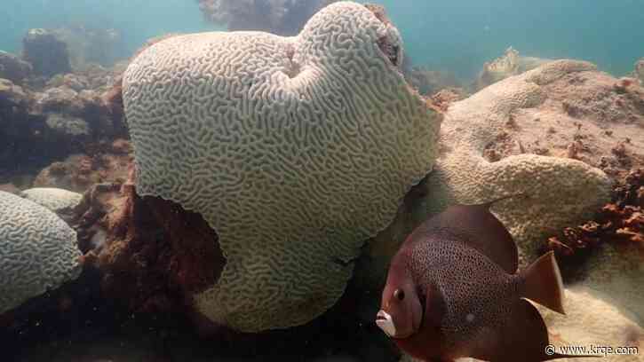 Most coral reef areas experienced bleaching in past year: Research