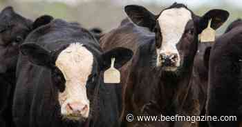 Health and performance of stressed calves can be improved with organic mineral sources