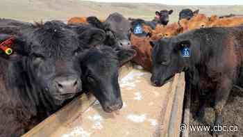 Foothills residents form collective to provide Alberta beef to rural food banks