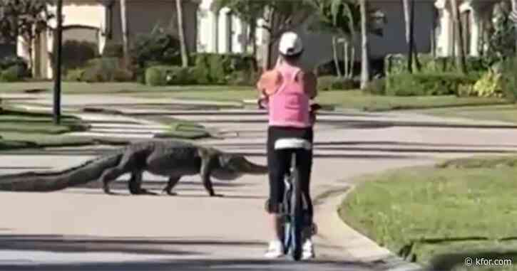 WATCH: Massive alligator and Florida bicyclist have close encounter