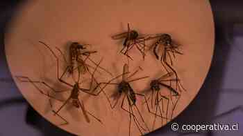 Alerta amarilla en Los Andes por presencia del mosquito del dengue