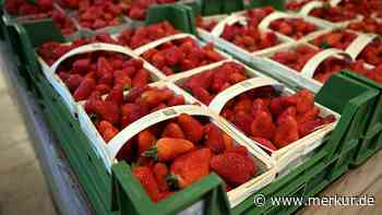 Trotz des Winter-Wetters: In Hessen beginnt bereits Ende April die Erdbeer-Ernte