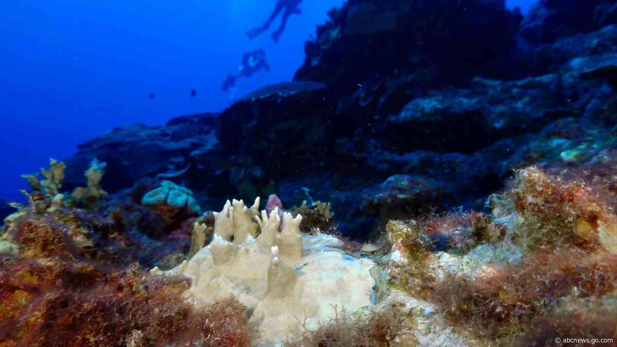 UN envoy says of the threat to coral reefs: 'Are we faced with a colossal ecosystem tragedy? Yes'