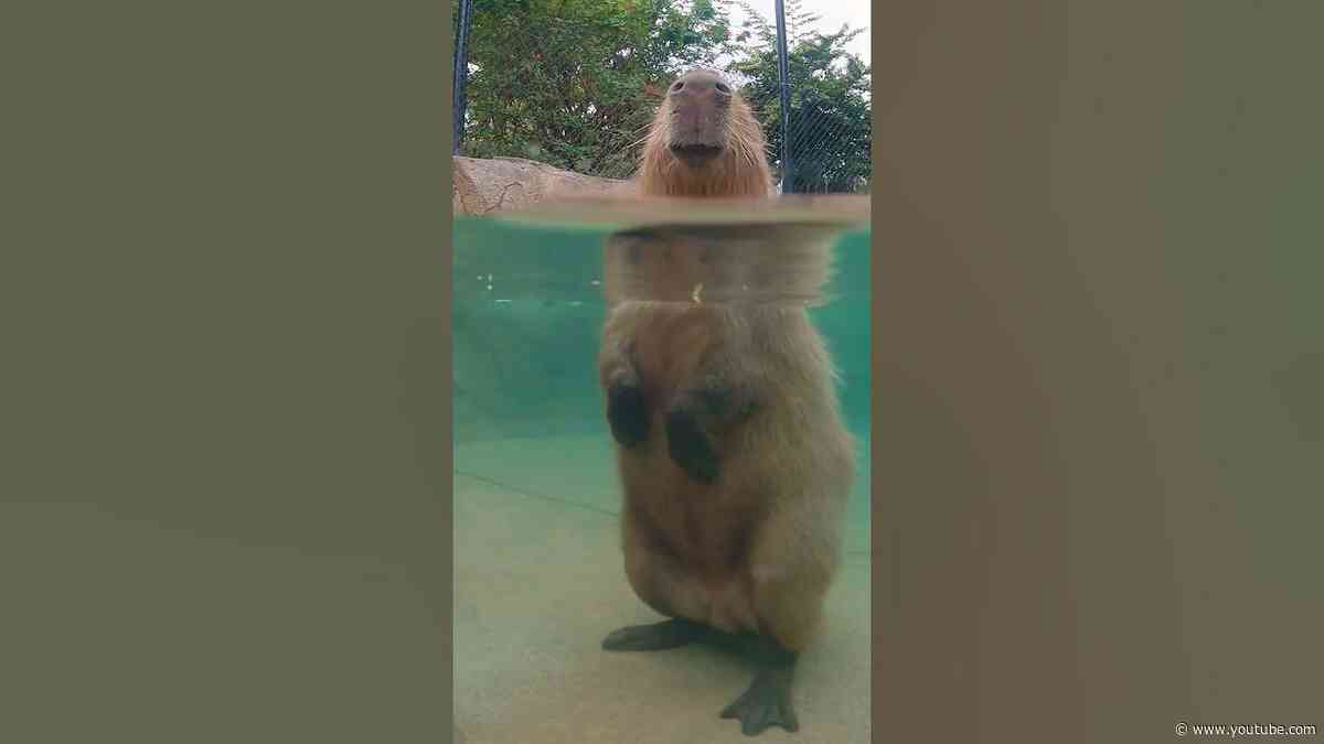 Capybara goes for a swim