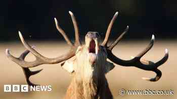 Royal park visitors tried to break off deer antlers