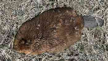 Disease killing beavers in Utah 'can spread to humans,' officials warn