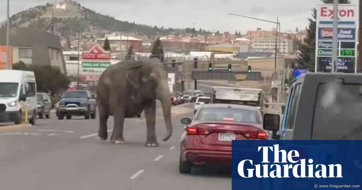 Mammoth mayhem: elephant escapes circus and roams Montana streets