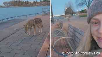Toronto woman has close encounter with coyote near Ontario Place