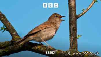 Endangered nightingales make spring return to Essex