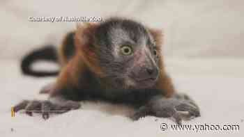 Nashville Zoo welcomes birth of second ‘critically endangered’ red ruffed lemur