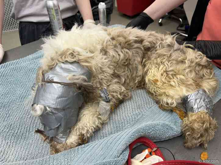 'Sweetest' dog wrapped in duct tape rescued from dumpster in Nebraska
