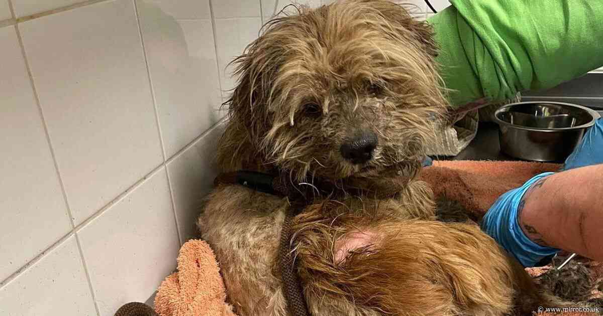 Abadoned dog completely 'changed colour' after finally being given much-needed bath