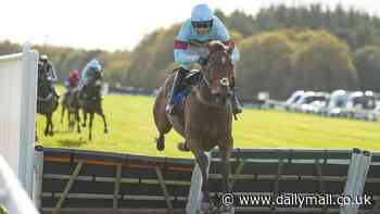 Paul Nicholls shares his thoughts on his four runners at Cheltenham on Wednesday... as Lallygag prepares to race in the Kingston Stud Handicap Hurdle